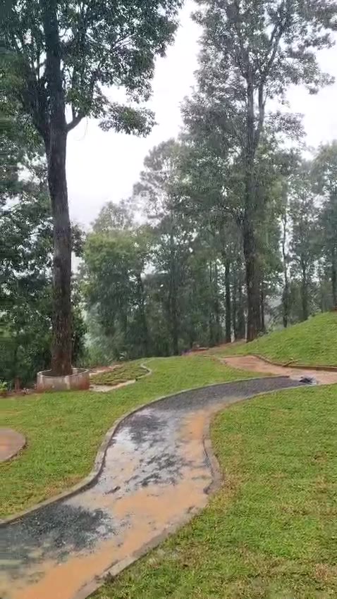 Rain over the lawn and path with tall trees behind